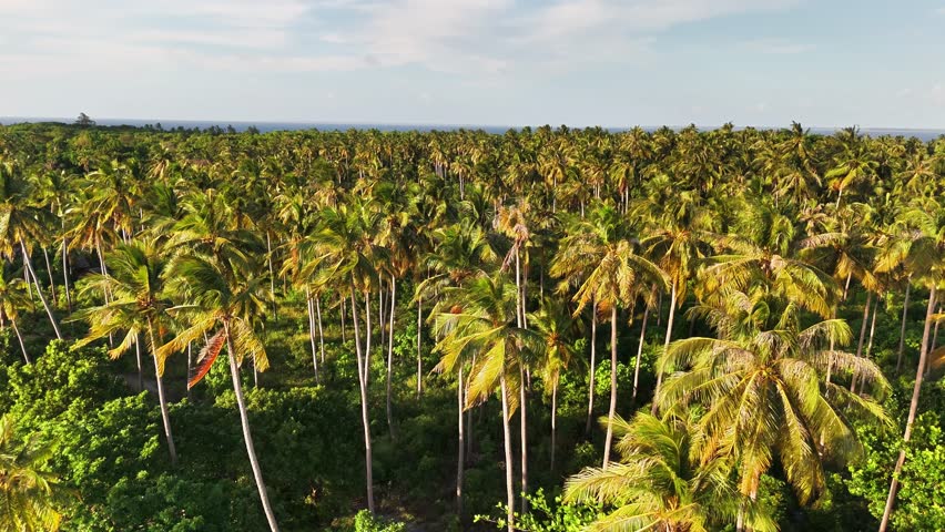 Aerial drone shot over a dense coconut palm forest on Caxisigan Island, revealing tropical greenery and distant ocean views in Balabac, Palawan, Philippines