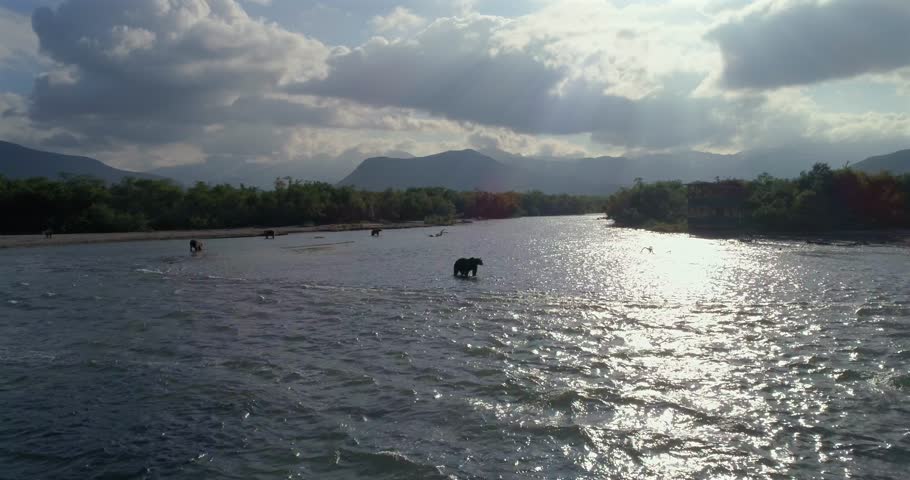 Group of Brown Bears hunting salmon in Kamchatka