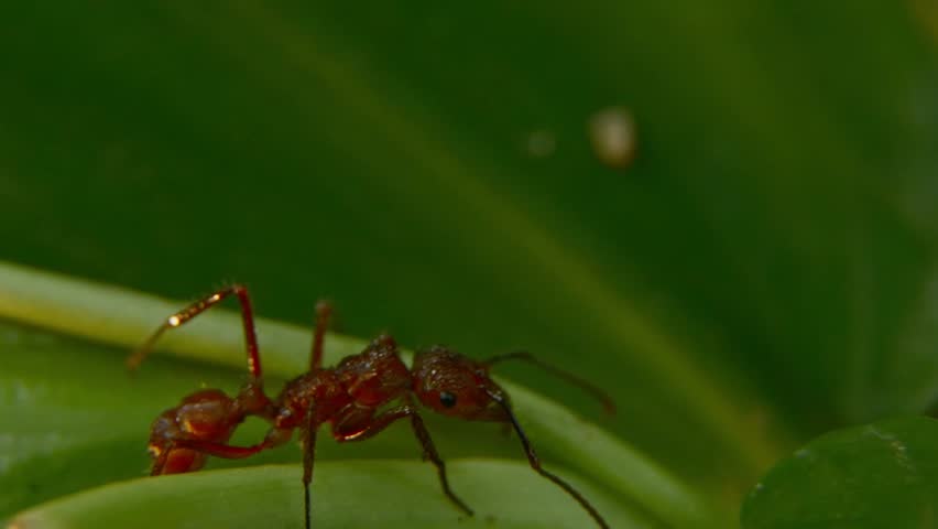 Red leafcutter ant walking across a leaf, showcasing intricate body structure and movement