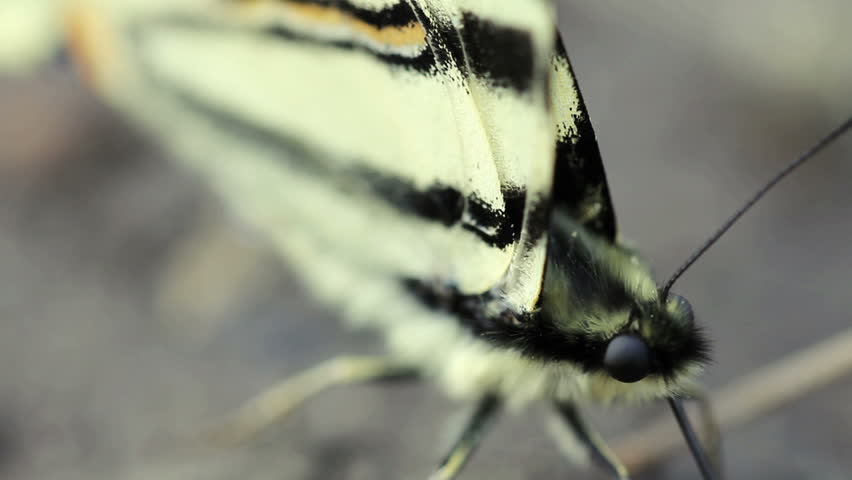 Scarce Swallowtail Butterfly (Iphiclides podalirius)