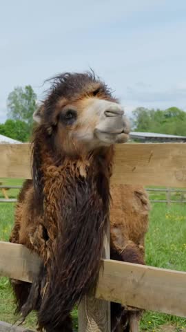 Zoomed-in vertical shot of Camelus bactrianus head in a zoo enclosure.