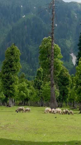 A serene pastoral scene in Arang Kel, where a group of sheep peacefully graze on vibrant green grass against a stunning backdrop of tall pine trees and towering mountains in Azad Kashmir. 