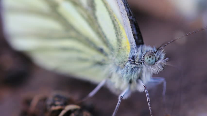 Green-veined White Butterfly (Pieris napi)