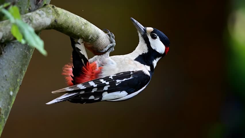 A great spotted woodpecker perched on a branch