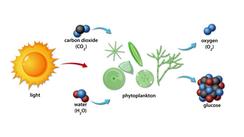 Diagram animation illustrates phytoplankton photosynthesis, showing sunlight, carbon dioxide, and water transforming into oxygen and glucose. Clean vector style, static camera, white background