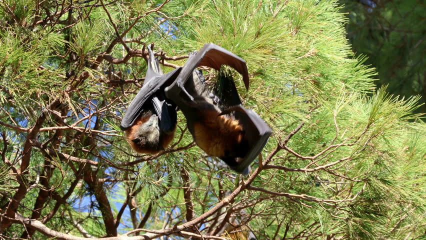 Grey-headed flying foxes (Pteropus poliocephalus) hanging in a tree during the day, South Australia