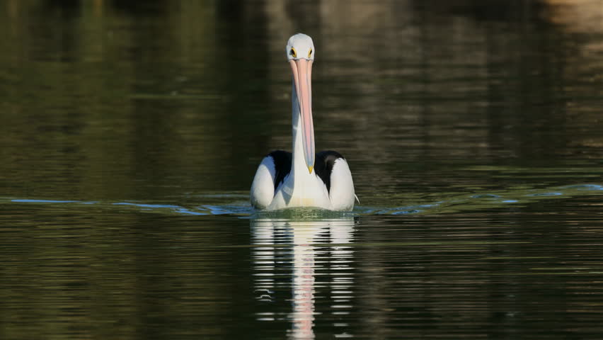 A large Australian pelican (Pelecanus conspicillatus) swimming in a river with reflection, South Australia