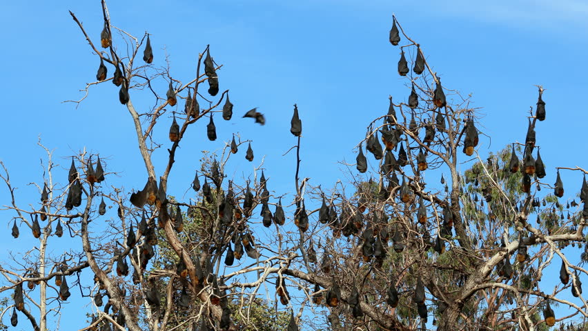 Large colony of grey-headed flying foxes (Pteropus poliocephalus) hanging in a tree during the day, South Australia