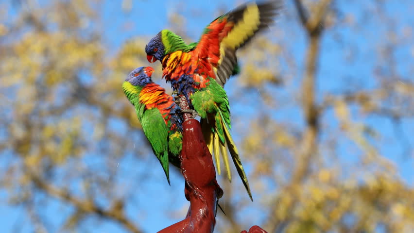 Two colorful rainbow lorikeets (Trichoglossus moluccanus) competing for a bath in a garden fountain, South Australia