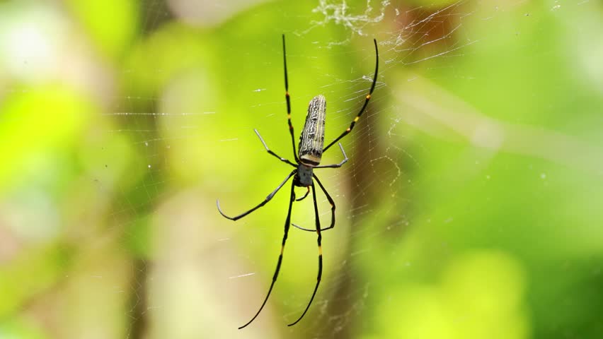 A golden silk orb-weaver spider moves gracefully on its web in a lush, sunlit jungle setting
