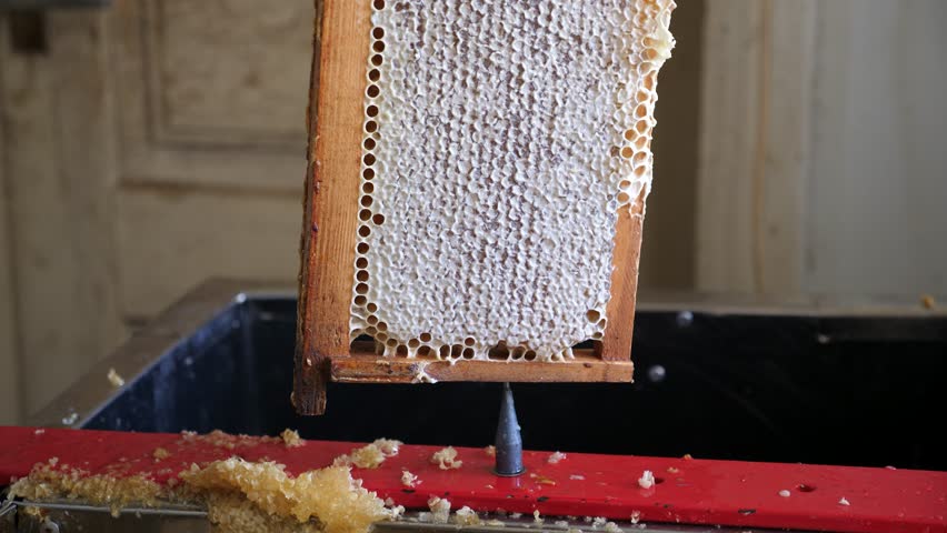 Beekeeper cuts wax from bee frames. Honey production. Beekeeper's work.