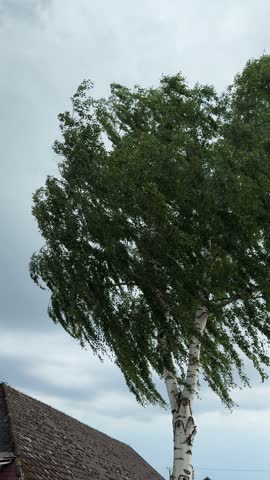 birch treetop bending in wind