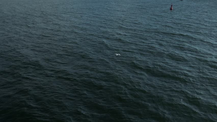 Aerial view of seagull gracefully flying over Baltic Sea in slow motion