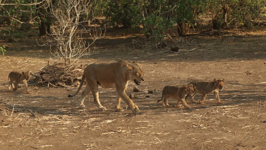 A lioness walking with her three cubs through the dry landscape of Mashatu Game Reserve.