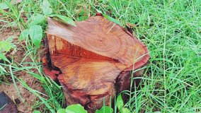 Freshly cut tree stump with rich reddish brown wood and clearly visible growth rings, offering a striking natural texture and an indication of the trees age and history. - Powered by Shutterstock - Get 15% off with code: PIKWIZARD15