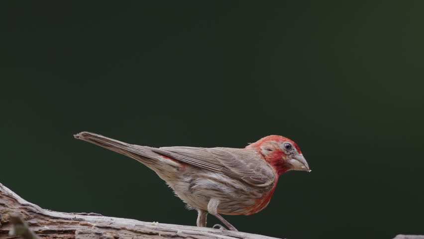 Male House Finch finding food on a fallen Cedar log in the summer woods, North Carolina, US.