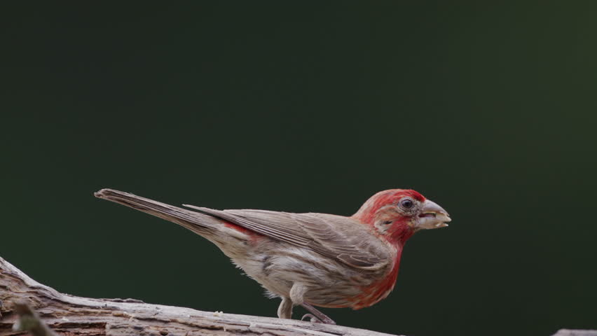 Male House Finch feeding on a fallen Cedar log in the summer woods, North Carolina, US.
