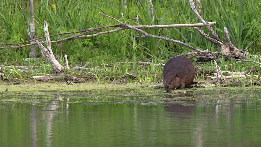 Beaver on vivid green lake shore waddles to edge and enters water