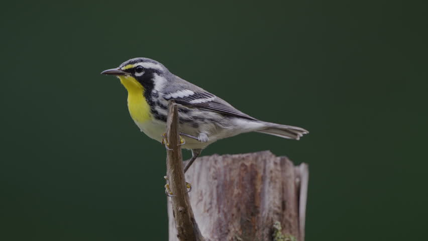 Yellow-Throated Warbler perched on a cedar post in the summer, North Carolina, US.