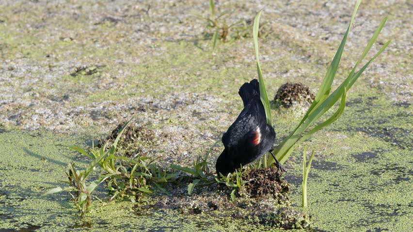 Juvenile Red-wing blackbird takes flight from algae pond surface