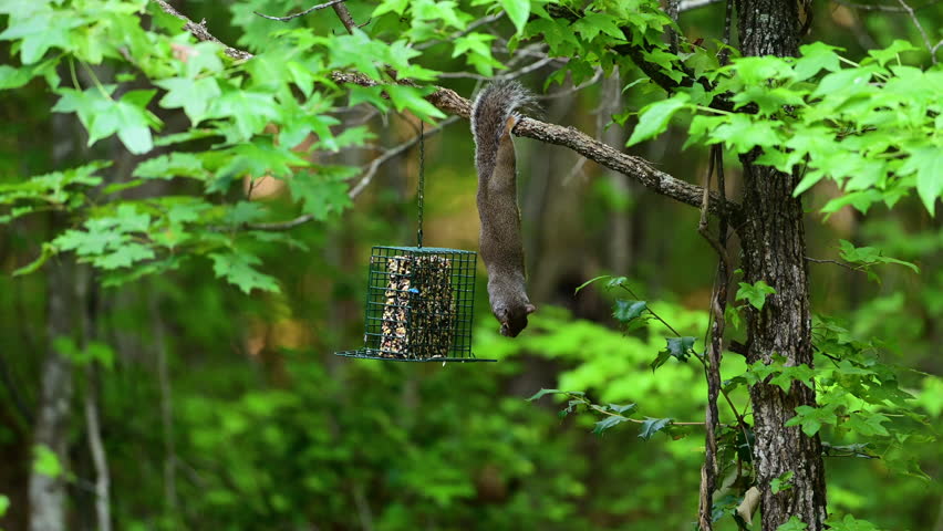 Gray Squirrel trying hard to access the food in a cage style bird feeder hung in a woodland area in summer in Mt. Gilead, North Carolina, US.