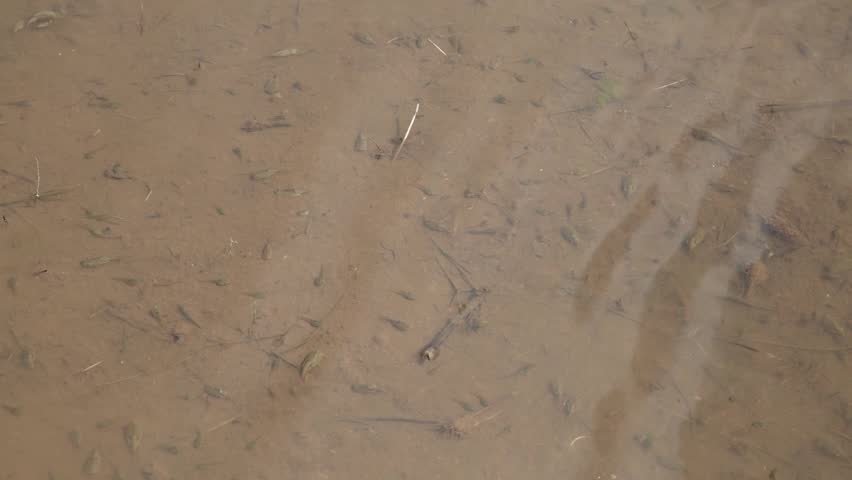 Horseshoe crab swimming in a rice field