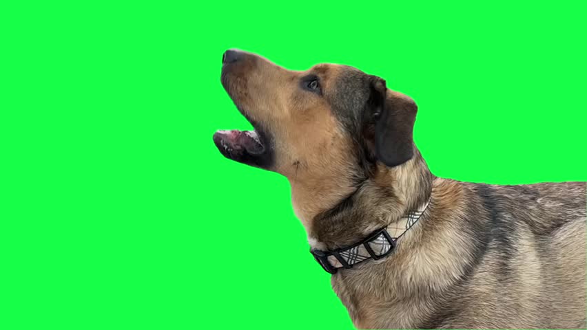 Side view of an excited dog with its mouth wide open, mid-action as it catches a treat. Set against a clean green screen background, ideal for compositing or pet-themed visual effects. 14718  	