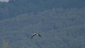 Stork flies before a summer thunderstorm - Powered by Shutterstock - Get 15% off with code: PIKWIZARD15