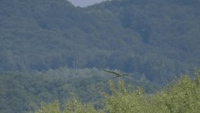Stork flies before a summer thunderstorm - Powered by Shutterstock - Get 15% off with code: PIKWIZARD15