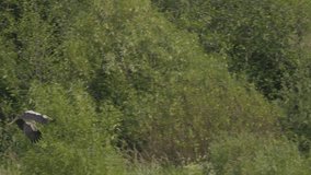 Stork flies before a summer thunderstorm - Powered by Shutterstock - Get 15% off with code: PIKWIZARD15