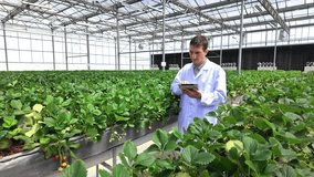 Scientist inspecting strawberries in a modern greenhouse using a tablet for analysis. Concept of sustainable farming, smart agriculture, crop monitoring, food safety, and eco-friendly food production. - Powered by Shutterstock - Get 15% off with code: PIKWIZARD15
