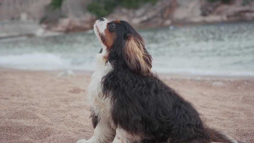 A Cavalier King Charles Spaniel sits calmly on the sand, facing away from the camera in a still moment. Captured from a video, the dog appears attentive and peaceful by the coast.