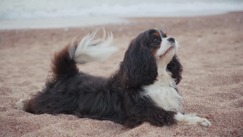 A Cavalier King Charles Spaniel lies on its belly in the sand, facing toward the waves. Captured from a video scene, the calm dog rests quietly on the beach.
