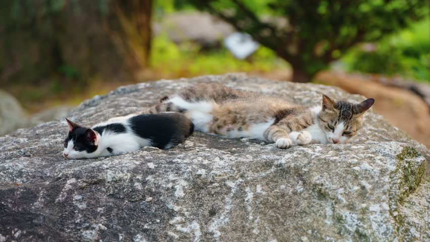 A tender moment as a mother cat and her small black and white kitten rest and relax together on a large grey rock in a natural outdoor setting during the quiet evening hours of dusk.