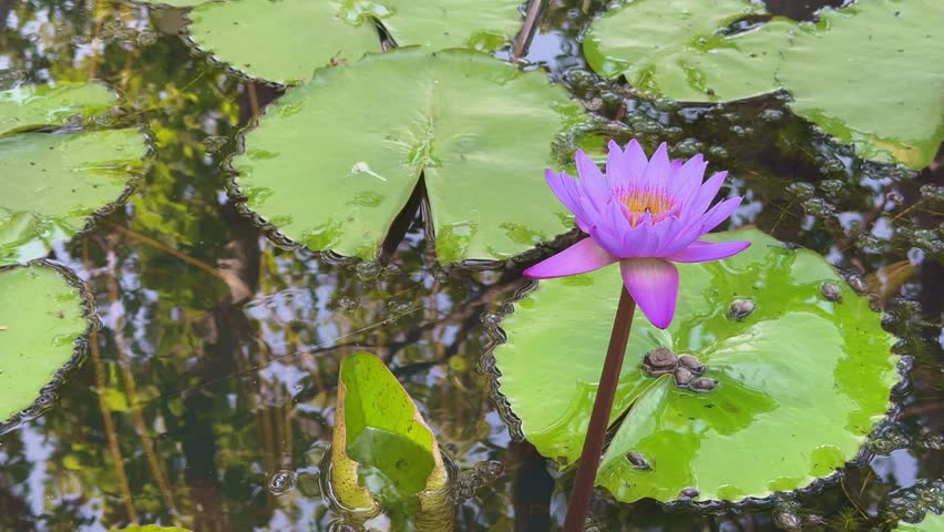 closeup of a purple water lilly lotus flower blooming in the pond