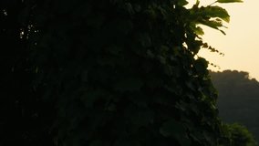 A beautiful close-up shot captures a warm, golden hour sunset, creating a sunburst and lens flare effect as it shines through the leaves of a tree silhouetted against a mountain backdrop. - Powered by Shutterstock - Get 15% off with code: PIKWIZARD15