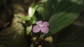 Close-Up of Finger Gently Touching Pink Wildflower on Forest Floor with Sunlight Highlighting Petals, Macro Angle, Nature Appreciation Concept. - Powered by Shutterstock - Get 15% off with code: PIKWIZARD15