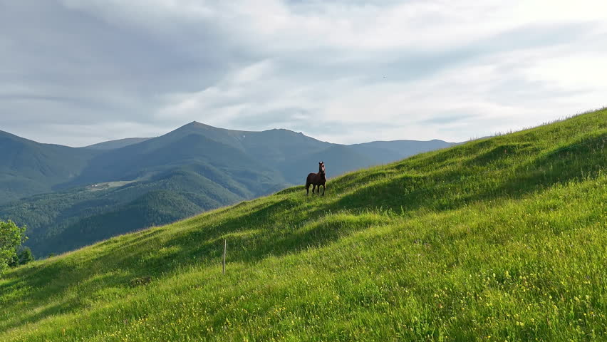 Horse standing on sunny green hillside. A lone brown horse stands alert on a vibrant green hillside with dramatic mountain peaks and soft sky in the background.