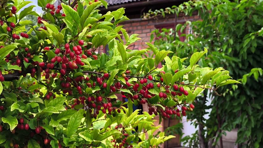 A bunch of red berries hanging from a tree in front of a building.