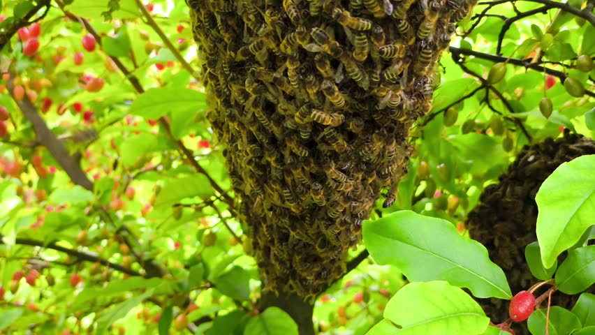 A swarm of bees on a tree with red berries.