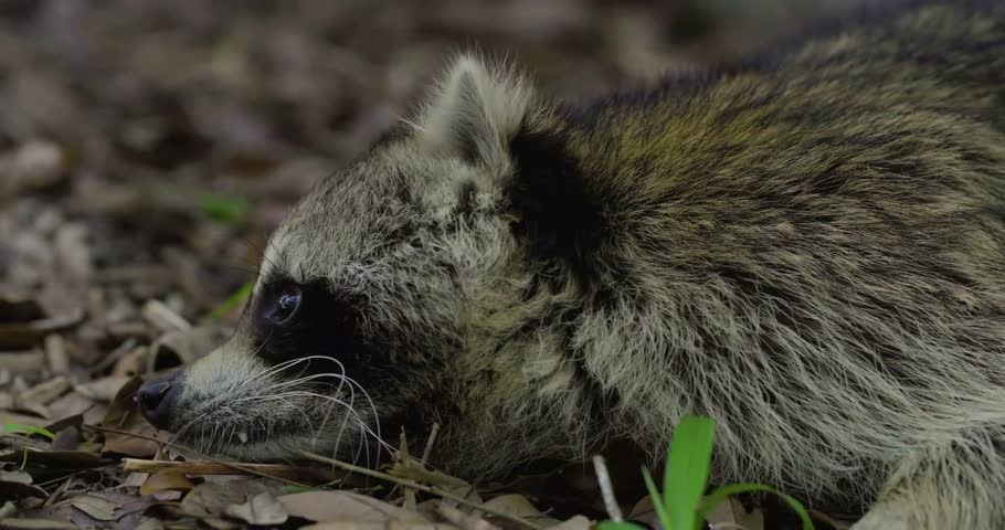 Curious Raccoon Exploring Its Surroundings — Close-Up Footage of a Playful Nocturnal Mammal from the Procyonidae Family, Showcasing Its Mischievous Nature, Dexterous Paws, and Adaptability in the Wild