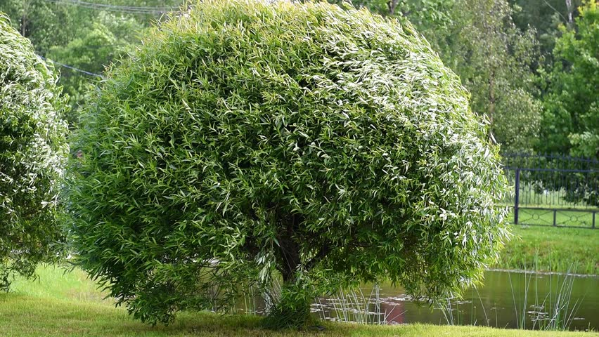 The storm wind is shaking the trees. Strong gusts are windy.