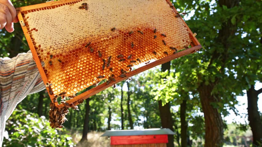 Bees Walking on Honeycomb and Carrying Honey. Macro shot of Domesticated Insect, Beekeeper and Farmers Life.