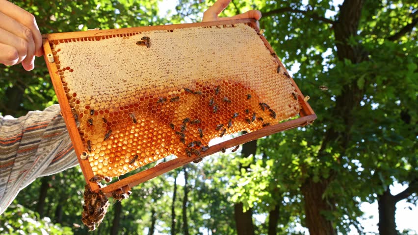 Bees Walking on Honeycomb and Carrying Honey. Macro shot of Domesticated Insect, Beekeeper and Farmers Life.