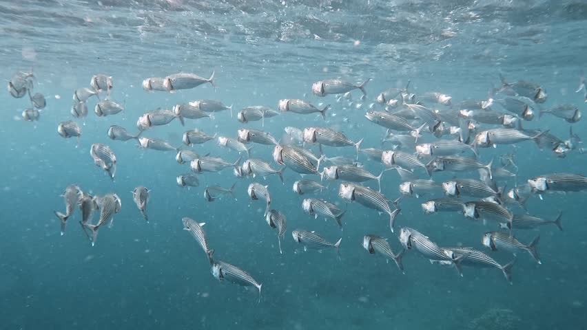 Shutterstock Video