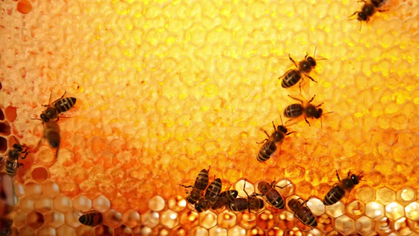 Bees Walking on Honeycomb and Carrying Honey. Macro shot of Domesticated Insect, Beekeeper and Farmers Life.