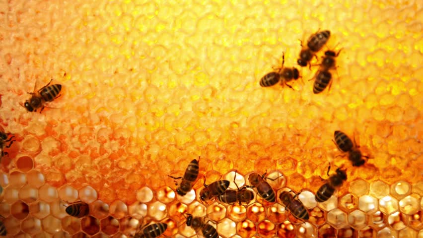 Bees Walking on Honeycomb and Carrying Honey. Macro shot of Domesticated Insect, Beekeeper and Farmers Life.