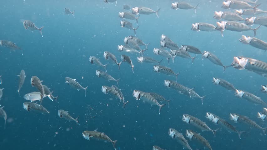 Shutterstock Video