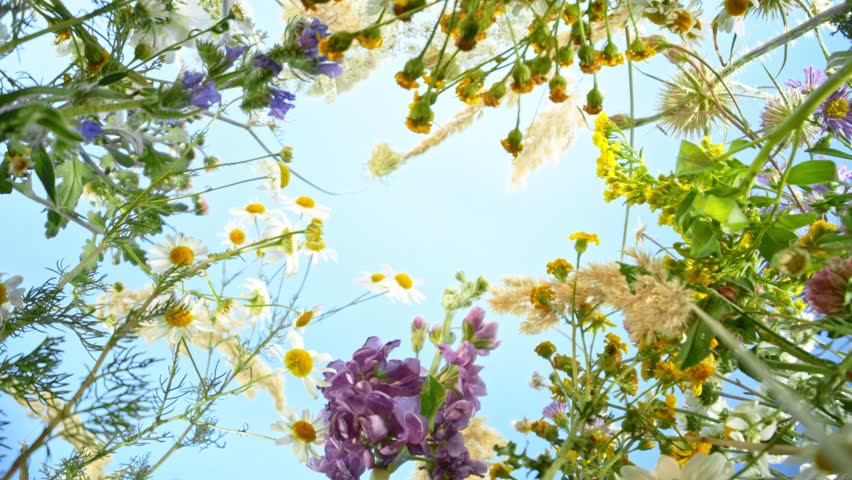 Camera movement , down top slow motion footage of flowers and herbs on a meadow moving in the wind with blue sky