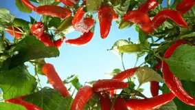 unique perspective, slow motion with camera movement - a view of a bed of fresh red chili peppers from below - Powered by Shutterstock - Get 15% off with code: PIKWIZARD15
